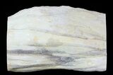 Petrified Wood Limb (Bald Cypress) - Saddle Mountain, WA #69461-2
